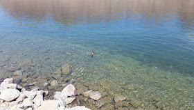 This duck was already having a grand time in the crisp and clear water.