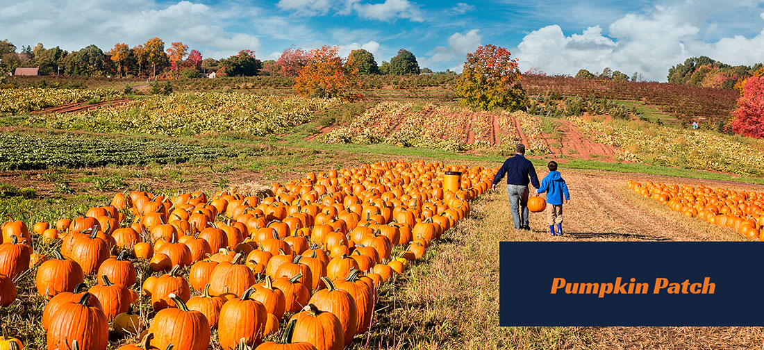 Pumpkin Patch